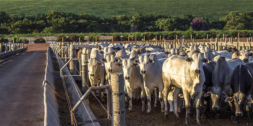 The Coming Commodities Bull Market